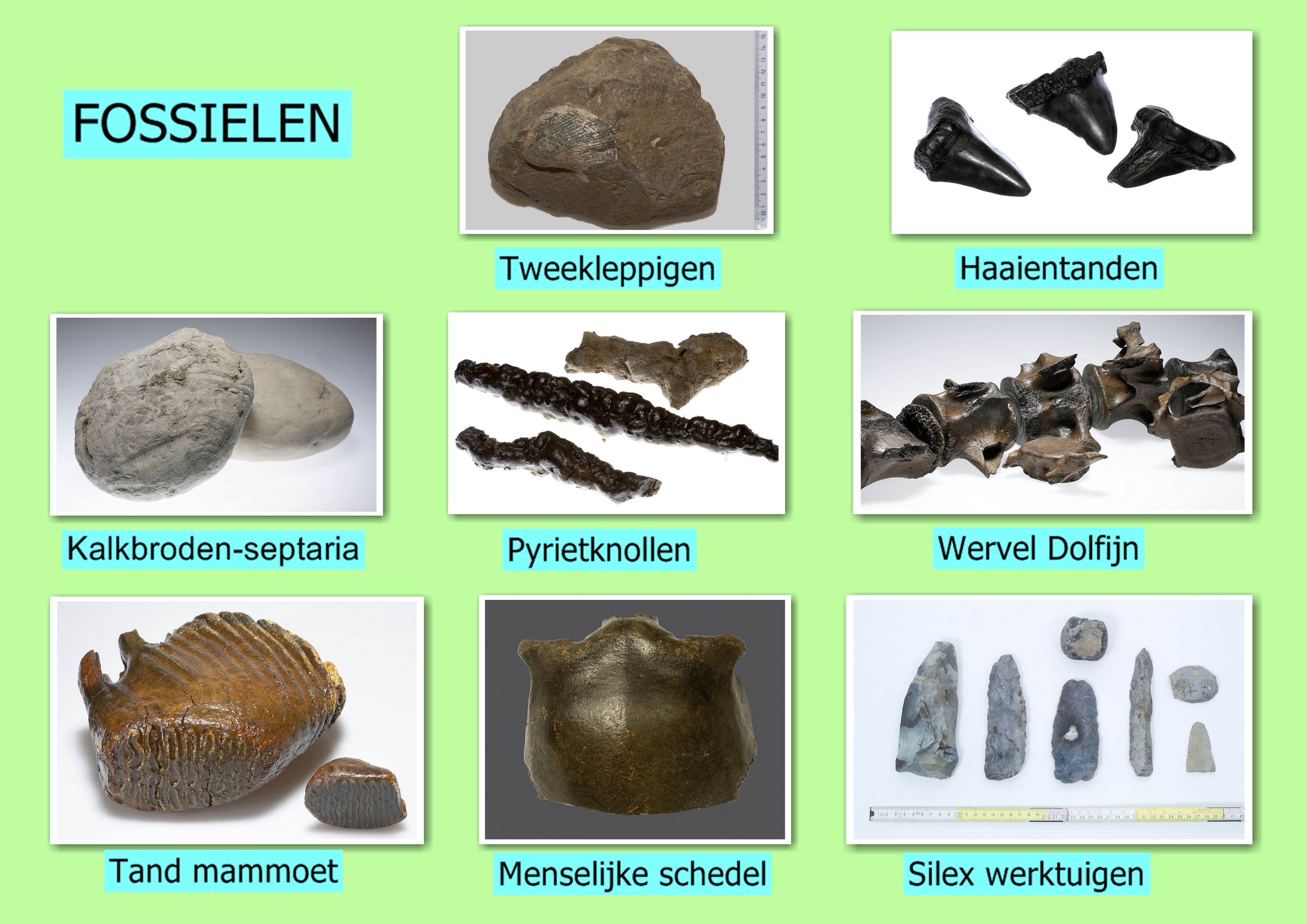 fossielen collectie1